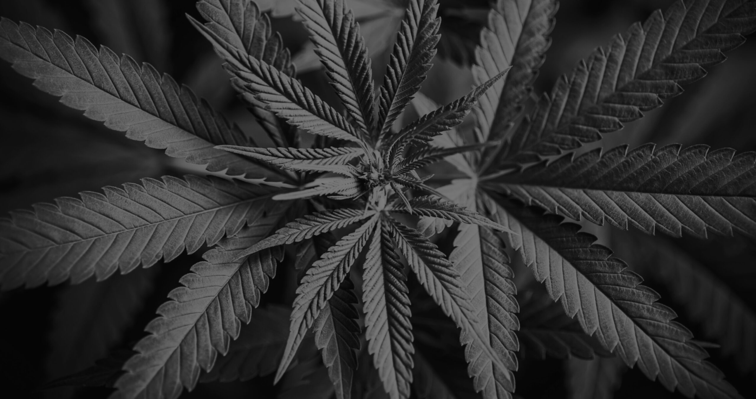 Cannabis and CBD