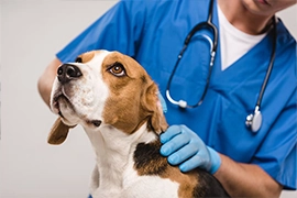 Veterinarian